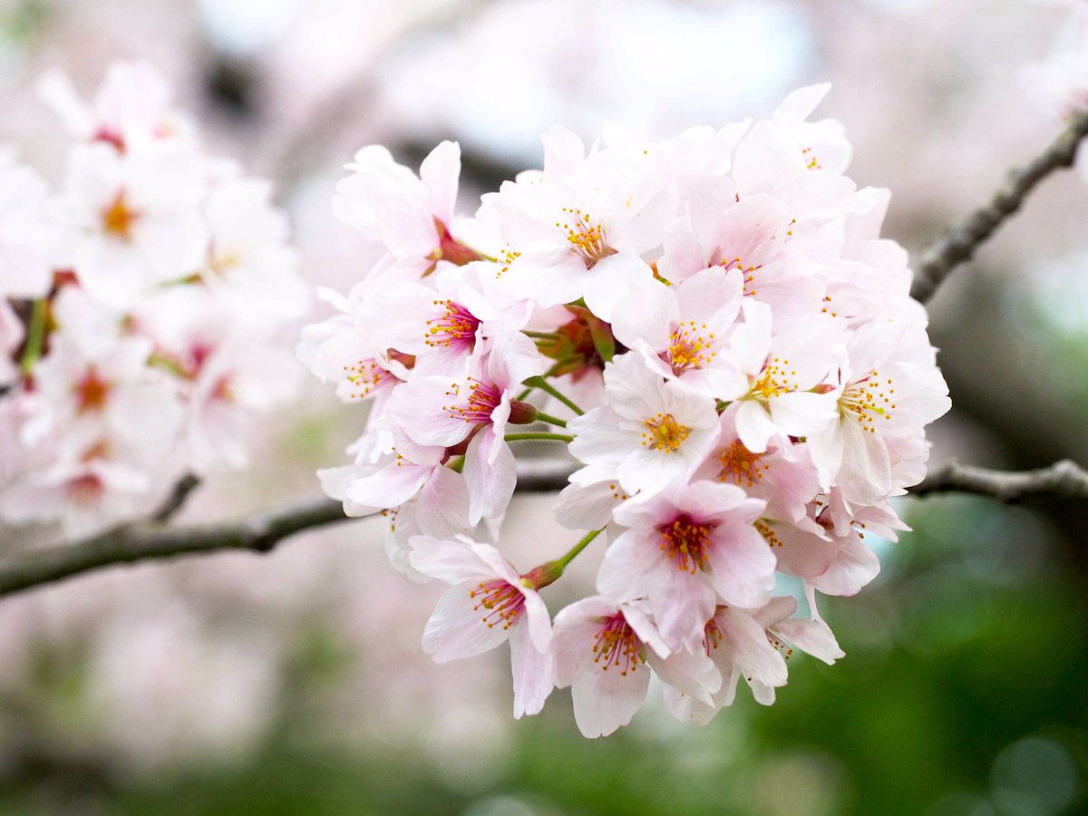 photosjpn's tweet image. Sakura in full bloom in Kobe, Japan, this week! #CNNiReport #CNNSpring #CNNTravel #spring #nature #Japan #flowers #sakura #cherry_blossoms