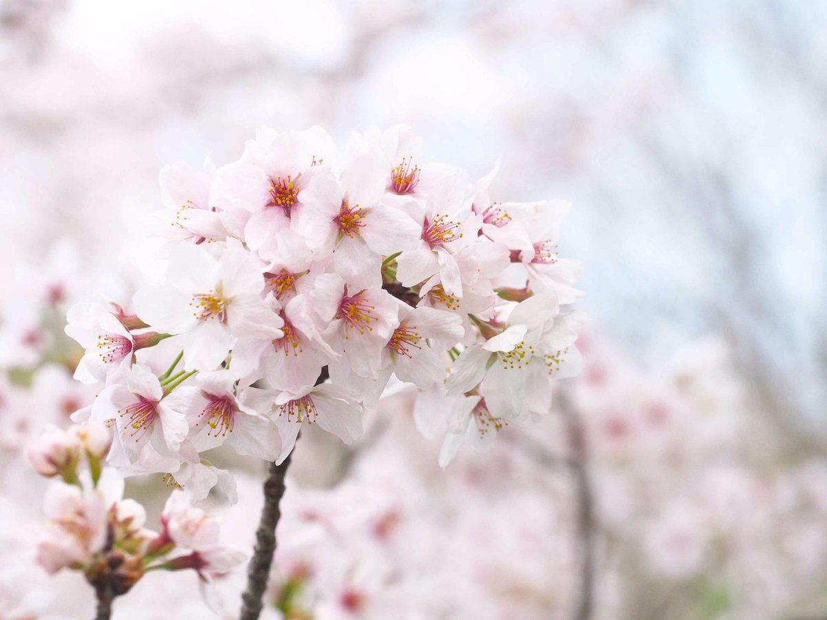 photosjpn's tweet image. Sakura in full bloom in Kobe, Japan, this week! #CNNiReport #CNNSpring #CNNTravel #spring #nature #Japan #flowers #sakura #cherry_blossoms