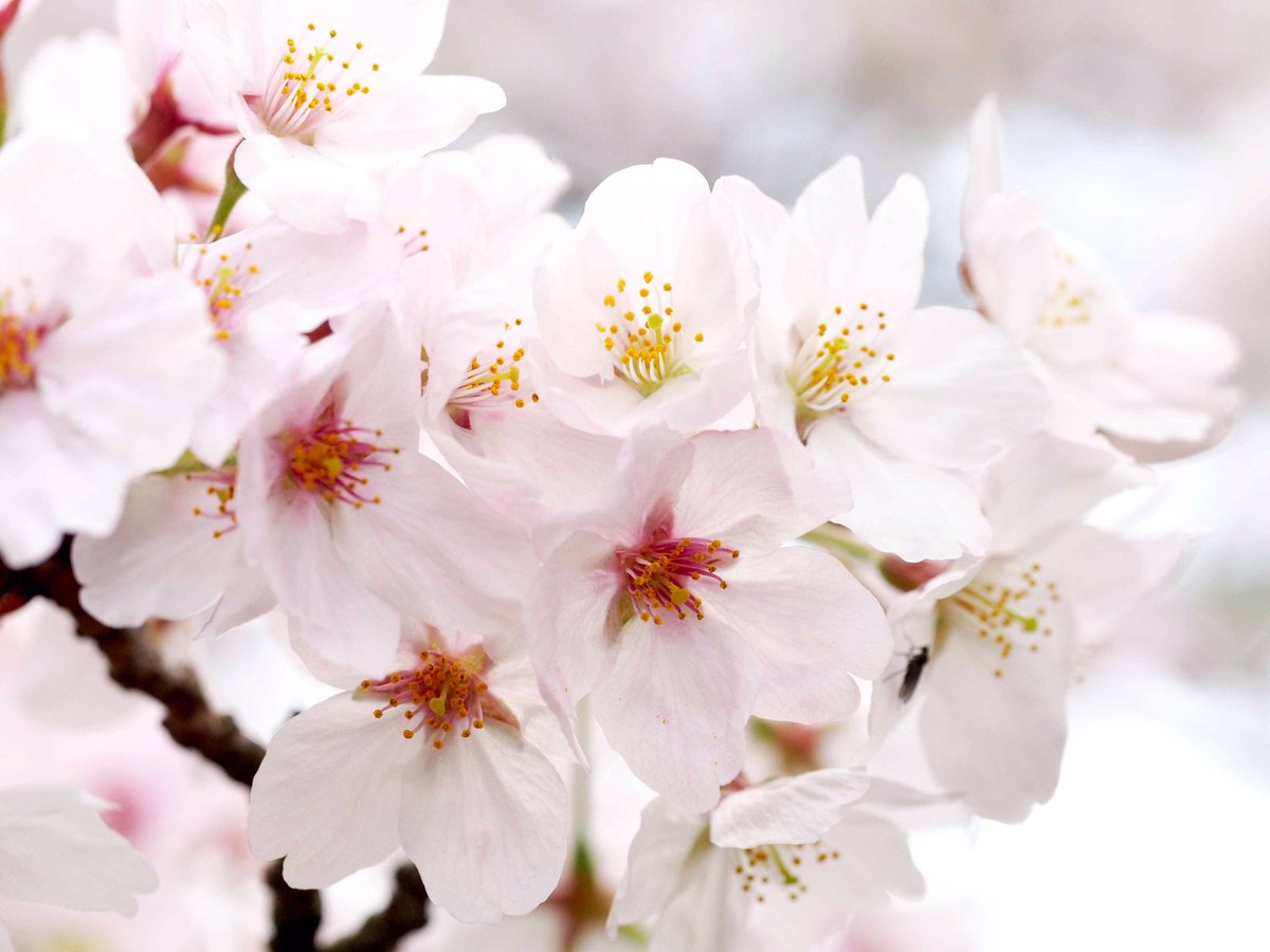 photosjpn's tweet image. Sakura in full bloom in Kobe, Japan, this week! #CNNiReport #CNNSpring #CNNTravel #spring #nature #Japan #flowers #sakura #cherry_blossoms