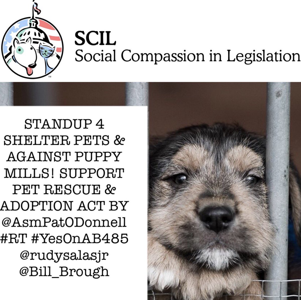 simonereyes's tweet photo. STANDUP 4 SHELTER PETS &amp; AGAINST PUPPY MILLS!SUPPORT PET RESCUE &amp; ADOPTION ACT BY @AsmPatODonnell #RT #YesOnAB485 @rudysalasjr @Bill_Brough https://t.co/nZo39SvL5H