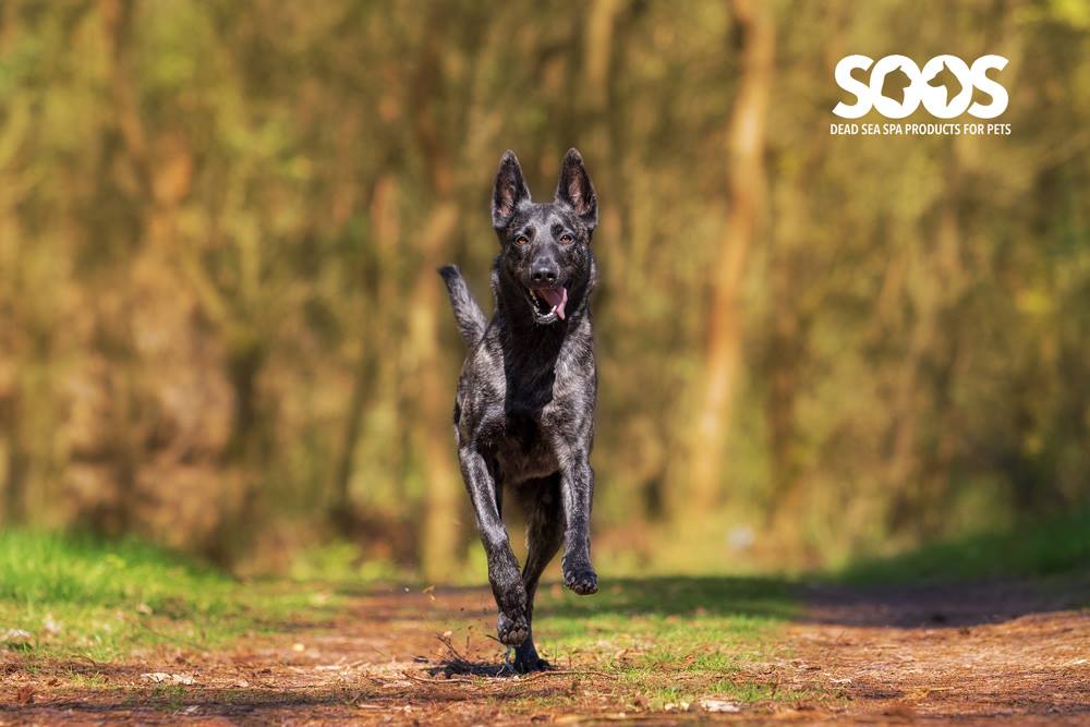 SoosPets's tweet photo. "Intelligent dogs rarely want to please people whom they do not respect." - W.R. Koehler https://t.co/ZR7i4jgCc4 #SoosPets https://t.co/fgFLQHehJC