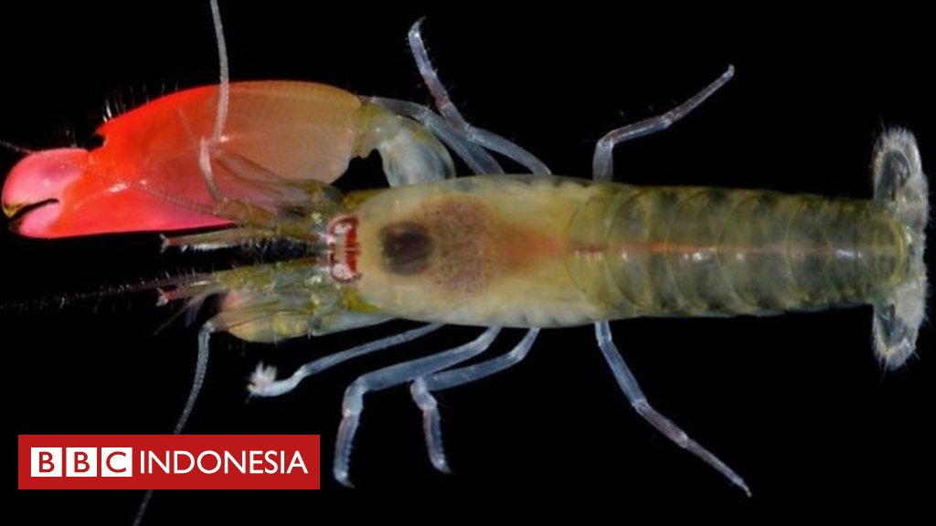 Udang 'paling bising di lautan' dinamai berdasarkan Pink Floyd trib.al/skIte0V