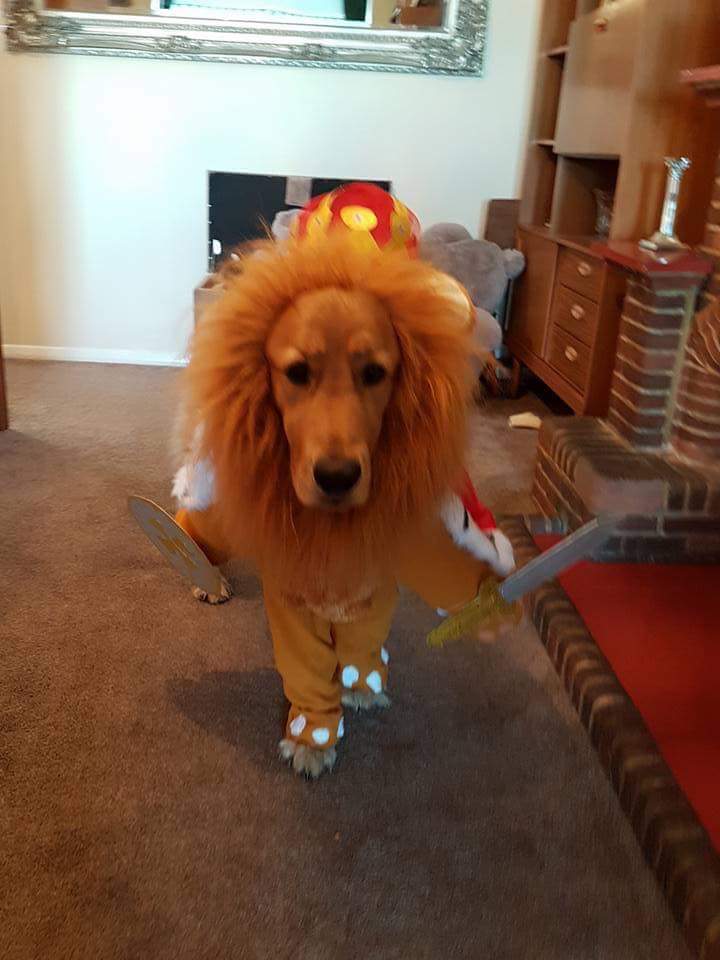 TotallyGoldens's tweet photo. https://t.co/i1l9uWtvSB