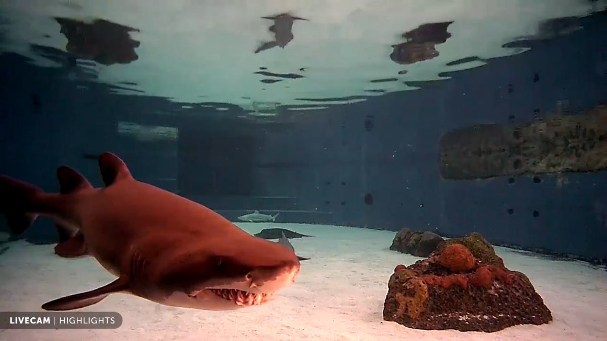 annaebarrett's tweet image. New fav thing: Live webcam of Shark Lagoon @AquariumPacific. For the adrenaline junkies out there ;) 
aquariumofpacific.org/exhibits/shark…