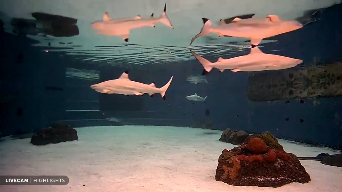 annaebarrett's tweet image. New fav thing: Live webcam of Shark Lagoon @AquariumPacific. For the adrenaline junkies out there ;) 
aquariumofpacific.org/exhibits/shark…
