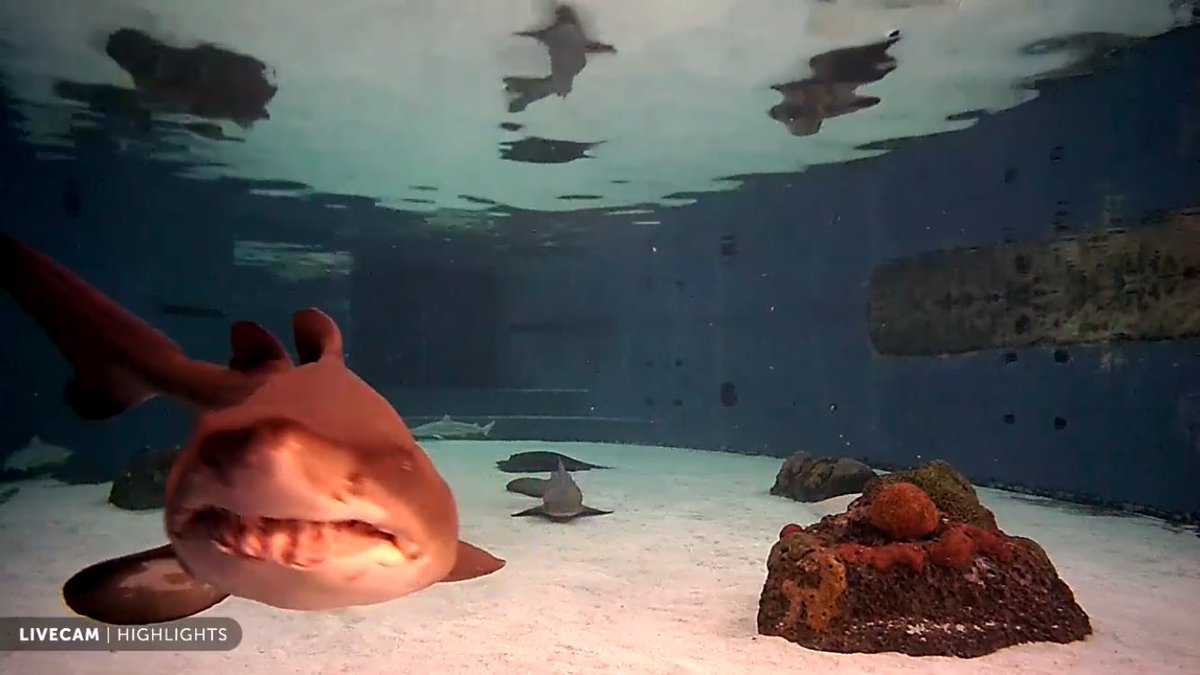 annaebarrett's tweet image. New fav thing: Live webcam of Shark Lagoon @AquariumPacific. For the adrenaline junkies out there ;) 
aquariumofpacific.org/exhibits/shark…