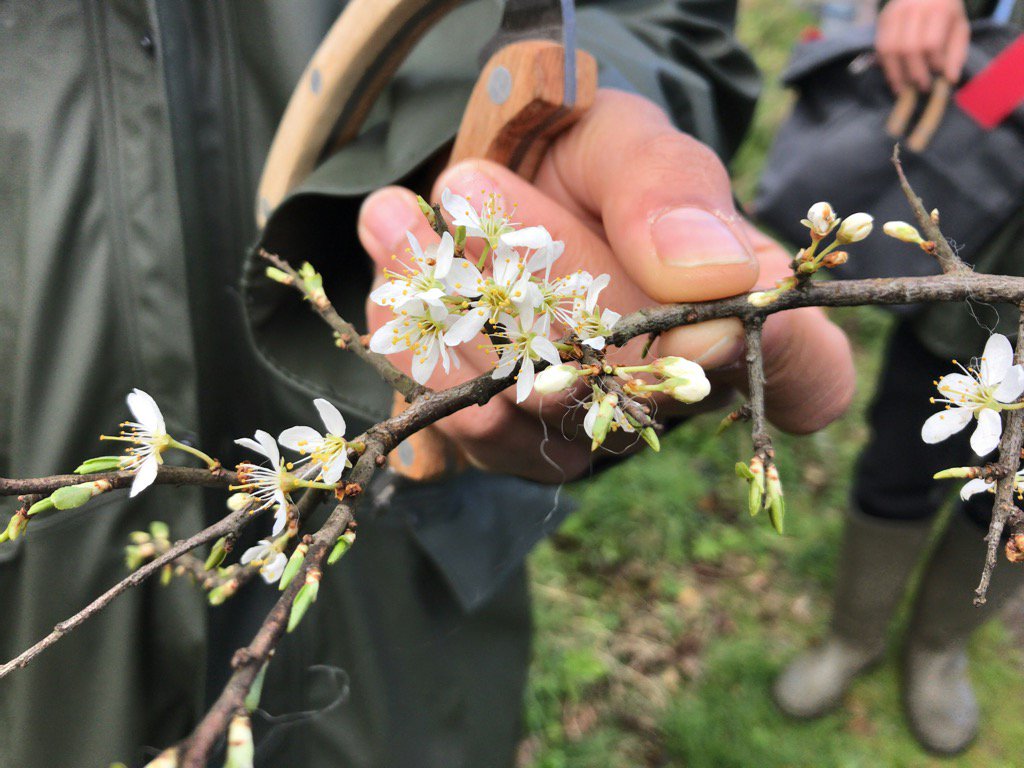 The Botanist Gin (@thebotanistgin) on Twitter photo Mark <a href="/markwildfood/">Mark Williams</a> introducing us to Blackthorn blossom. Tastes of bitter almond.#sloegin #almonds #spring Mark <a href="/markwildfood/">Mark Williams</a> introducing us to Blackthorn blossom. Tastes of bitter almond.#sloegin #almonds #spring