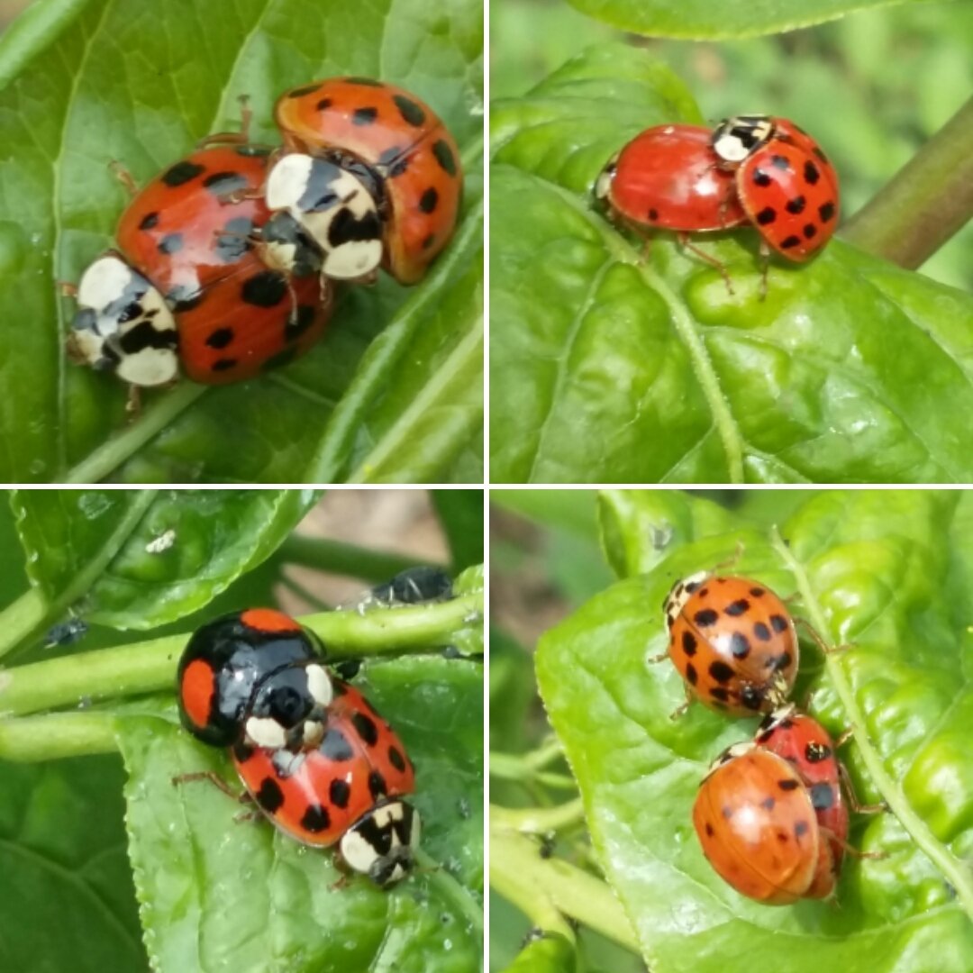 Mushroamer's tweet photo. I am guessing it's #piggyback racing season for #ladybirds in Cambridge @CUBotanicGarden right now? #ladybirdfun @Britnatureguide #spring https://t.co/v8Ps6Gc5jQ