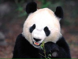 Leuk hoor, panda's in Rhenen.Maar ik steun #polderpanda, even zeldzaam &amp; typisch Nederlands! polderpanda.nl