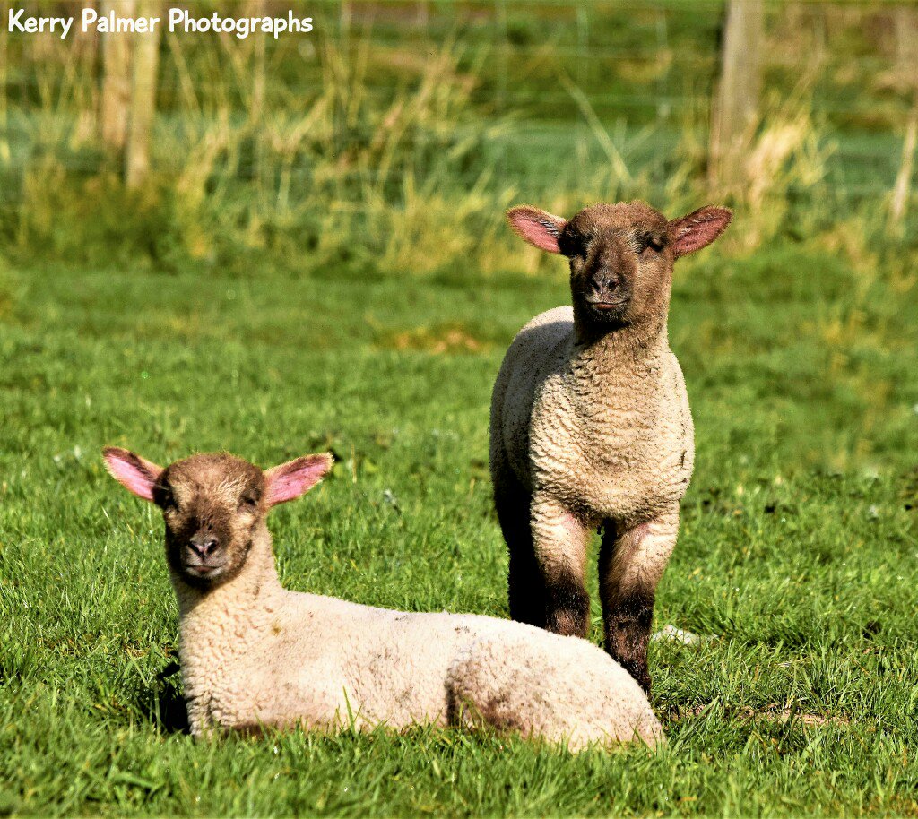 KerryitheForest's tweet photo. These guys definitely know how to strike a pose! #models #farming #lambs @500pxrtg @DeanWye @FoDAmateurPhoto @CountryfileMag @bbcpointswest https://t.co/i25rUv10h3