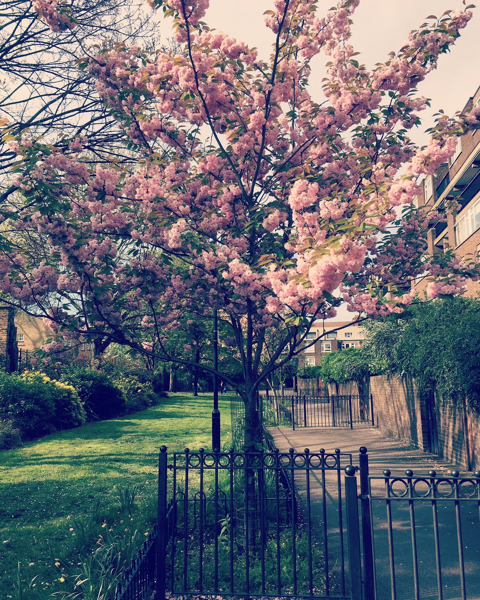 julesrendell's tweet photo. I am LOVING the blossom around at the moment! We are so lucky to see such beauty everywhere #creation #beauty #Godmadeeverything https://t.co/x32FdhTavC