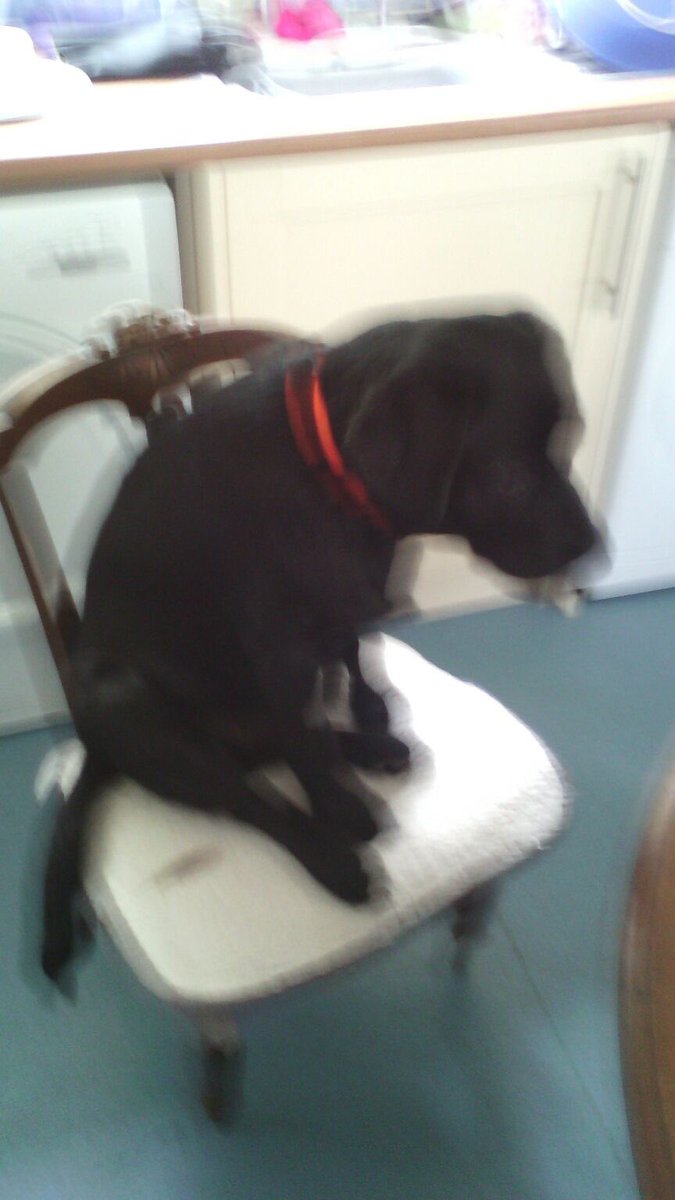 DoggyBonar004's tweet photo. Excuse the photo quality pals but just thought you'd like to see my Luffly Manners #SittingAtTheTable 😂😂 https://t.co/qmUgfaRc0q
