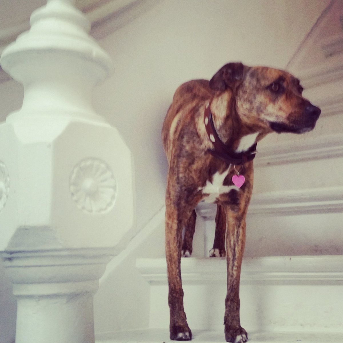 Een bekende gastheer voor onze klanten, Coffee komt naar beneden! #espressobar #Nijmegen #hond