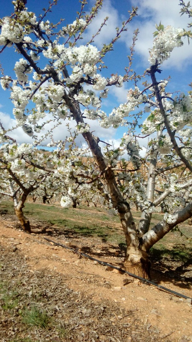 aragonturismo's tweet photo. Espectáculo de color, paisajes de #Aragón en primavera. Cerezos en flor en Alarba. Comunidad de Calatayud  @Turis_Calatayud #AmasAragón https://t.co/vxPTpYSRk4