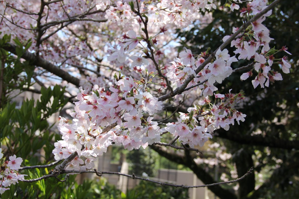 静岡市立日本平動物園 お待たせしました ようやく園内の桜が 満開になりました 今なら 園内の様々な場所で桜と動物を一緒に楽しむことができますよ 静岡市立日本平動物園 桜満開 花見