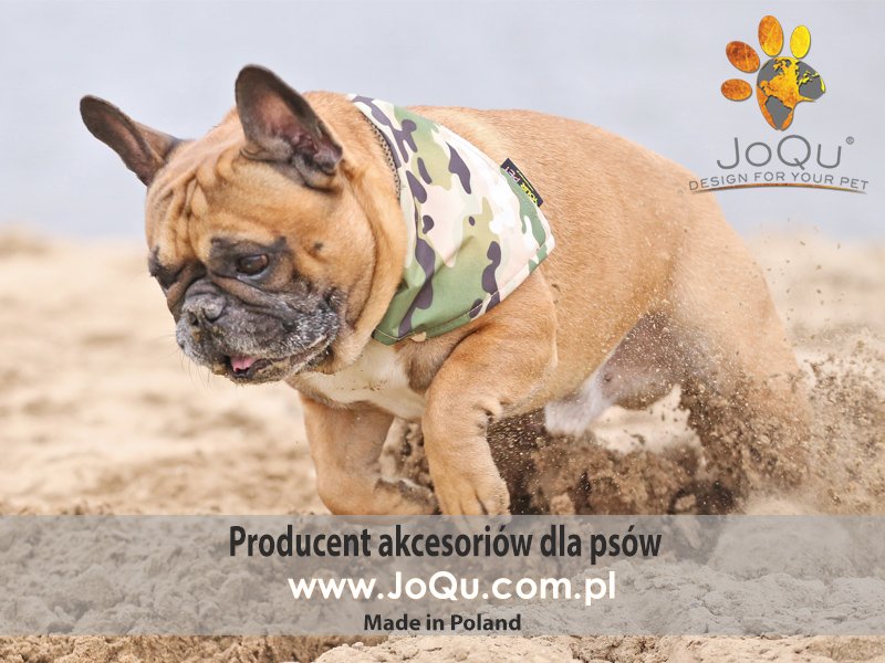 JoQu_PETs's tweet photo. #JoQu
accessories for dog <3

https://t.co/y4rWohI6DP https://t.co/xtZT00VkOy