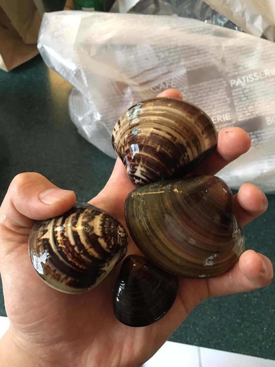 あさりにハマグリ マテ貝も 今が旬 潮干狩りのコツ