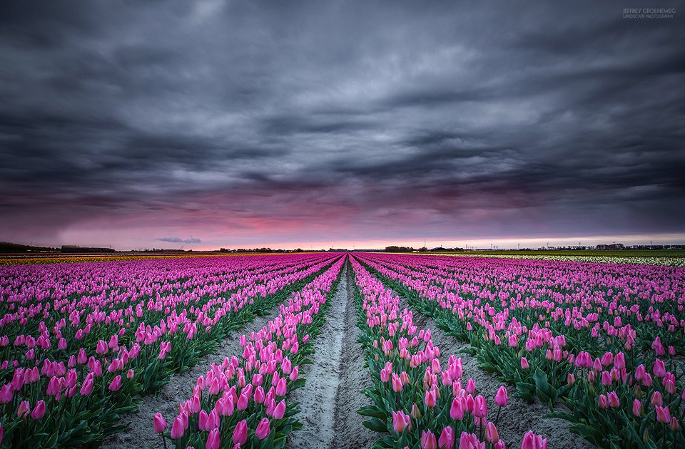 VanDoorenTrans's tweet photo. Schitterende foto vanaf #Ooltgensplaat. #Tulpen Complimenten voor de foto @jeffgroeneweg https://t.co/oTSbz1vf1n