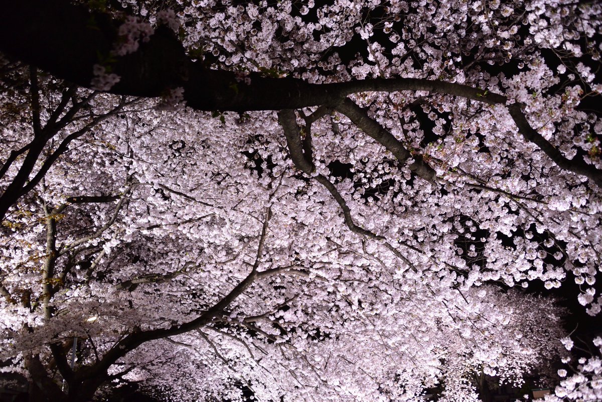 君和田富士郎、【カラーアップされた野川の夜桜】、希少画集画より 4570077762201受注生産】青春ブタ野郎はランドセルガールの夢を