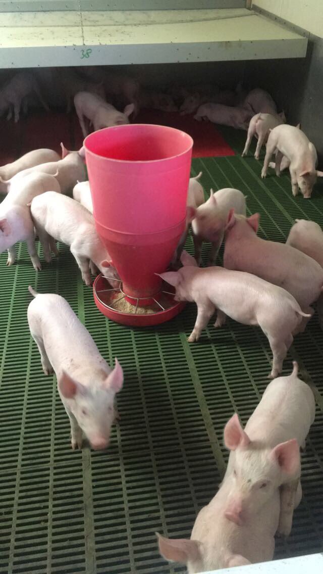 Irishpighealth's tweet photo. Great farm visit to Parknageragh Pig Breeders 1000 sow farm and Mike McAuliffe Pig Breeders 600 sow freedom farrowing farm today! #IPHS17 https://t.co/1JV4mNWKYj