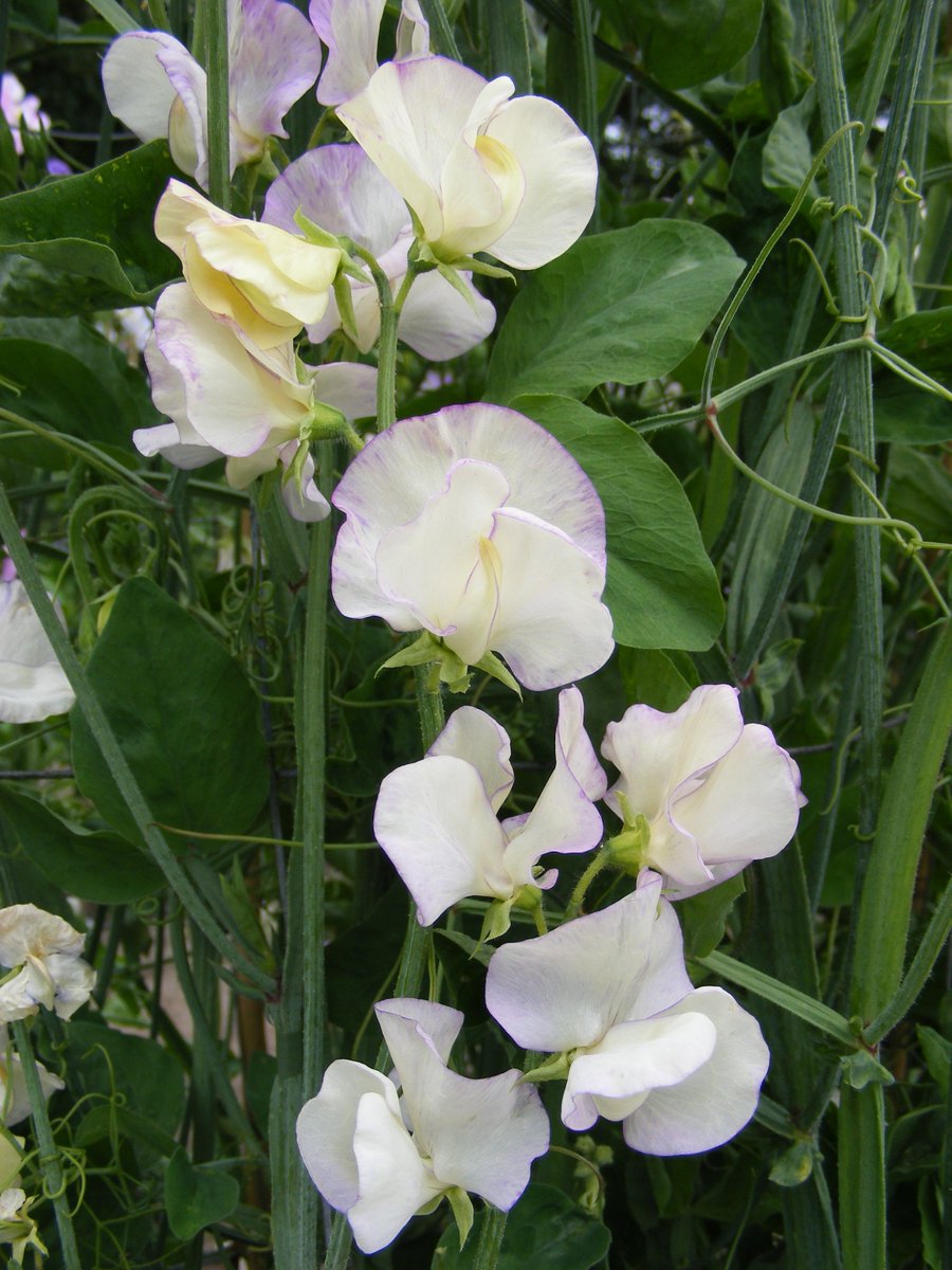 The Rhs On Twitter Lathyrus Odoratus High Scent Is Top Sweet Pea For Graham Rice And Is Our 2014 Rhs Plant Finder Choice Https T Co Vinjeadh0o Https T Co Kwr99tfysu The Rhs On Twitter Lathyrus Odoratus High Scent Is Top Sweet Pea For Graham Rice And Is Our 2014 Rhs Plant Finder Choice Https T Co Vinjeadh0o Https T Co Kwr99tfysu