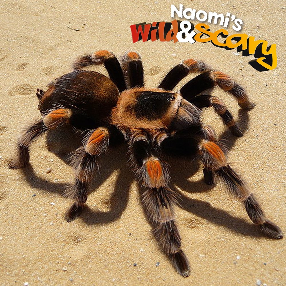thehawthcrawley's tweet photo. Looking for the perfect Easter treat? Creep to Crawley &amp; visit @thehawthcrawley for @wildandscary on 19 April! 🐍🕷🐢🐌 https://t.co/AuAQexLmrC https://t.co/6Hqt4ocnR3