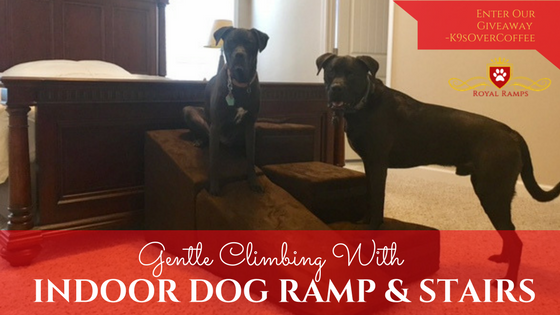 K9sOverCoffee's tweet photo. Enter our #giveaway for your chance to win #dogstairs and a #petramp from @RoyalRamps #ad #dogsoftwitter https://t.co/hqiqtkArWX https://t.co/nIiZmicQD9