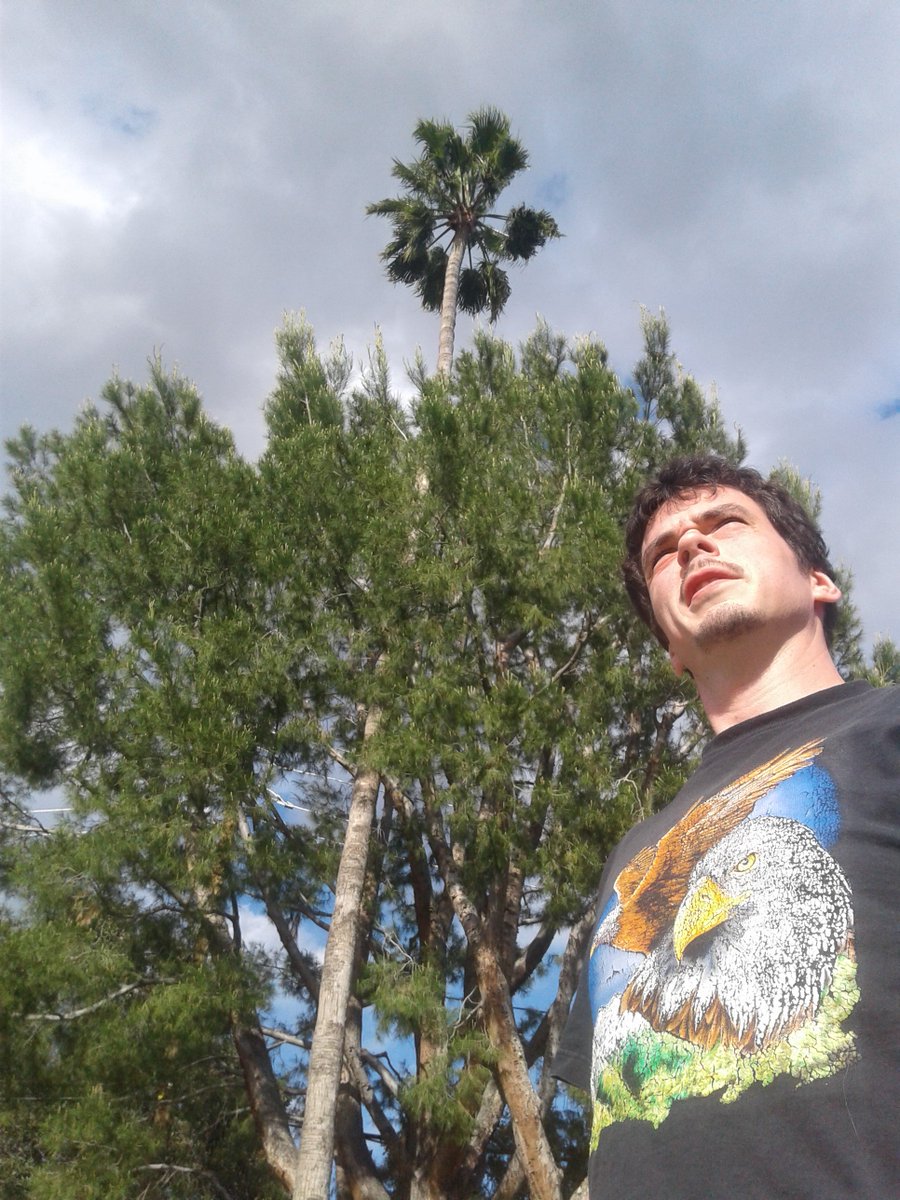 TreeDude420's tweet photo. Found this #palmtree growing up through the branches of a #ponderosa. They're really competing for that sunlight, damn. https://t.co/omsooDGewd