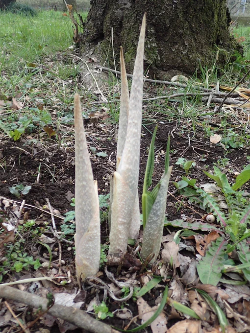 まるでタケノコのようなムサシアブミの芽生え 