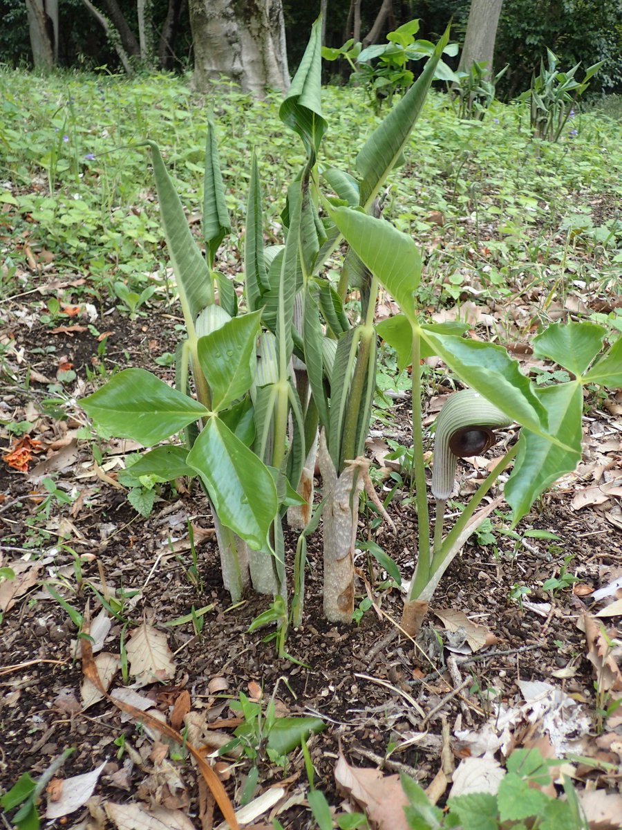 まるでタケノコのようなムサシアブミの芽生え 