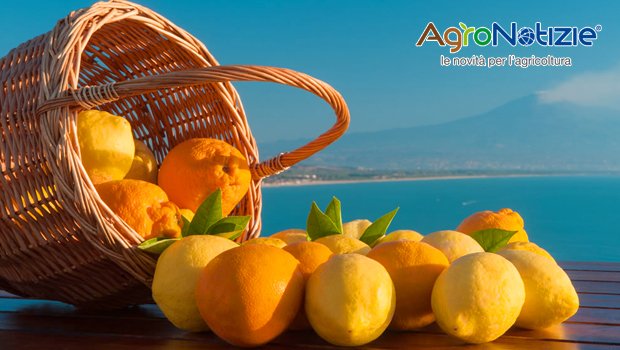 #DistrettoAgrumidiSicilia, 38 le nuove imprese oltre a <a href="/DopRibera/">Arancia Ribera Dop</a> @LimoneSiracusa #AranciaRossa #LimoneInterdonato  bit.ly/2oojpfX