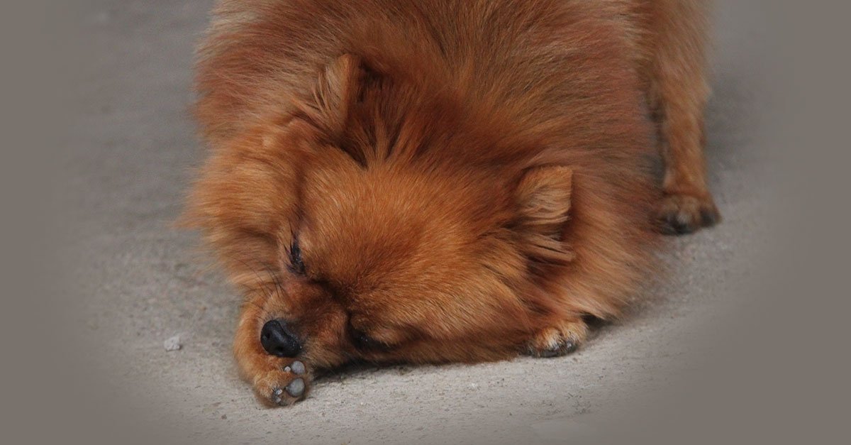 setterbakio's tweet photo. ¿Se chupa tu perro continuamente las patas?
https://t.co/29tDLm5ugT https://t.co/jZaPBJOkcq