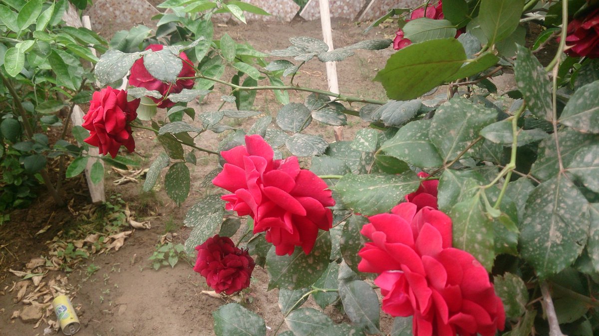 dr_marwasami's tweet photo. كلُّ شيئ يُزهر ..كلُّ شيئ أخضر 
الربيع الحلو عائد والعصافير قصائد 
مرحباً جاء الربيع ..مرحباً عاد الربيع 
جلسة تصوير صباحية مع ورود حديقتي https://t.co/UHzXmSZrhm