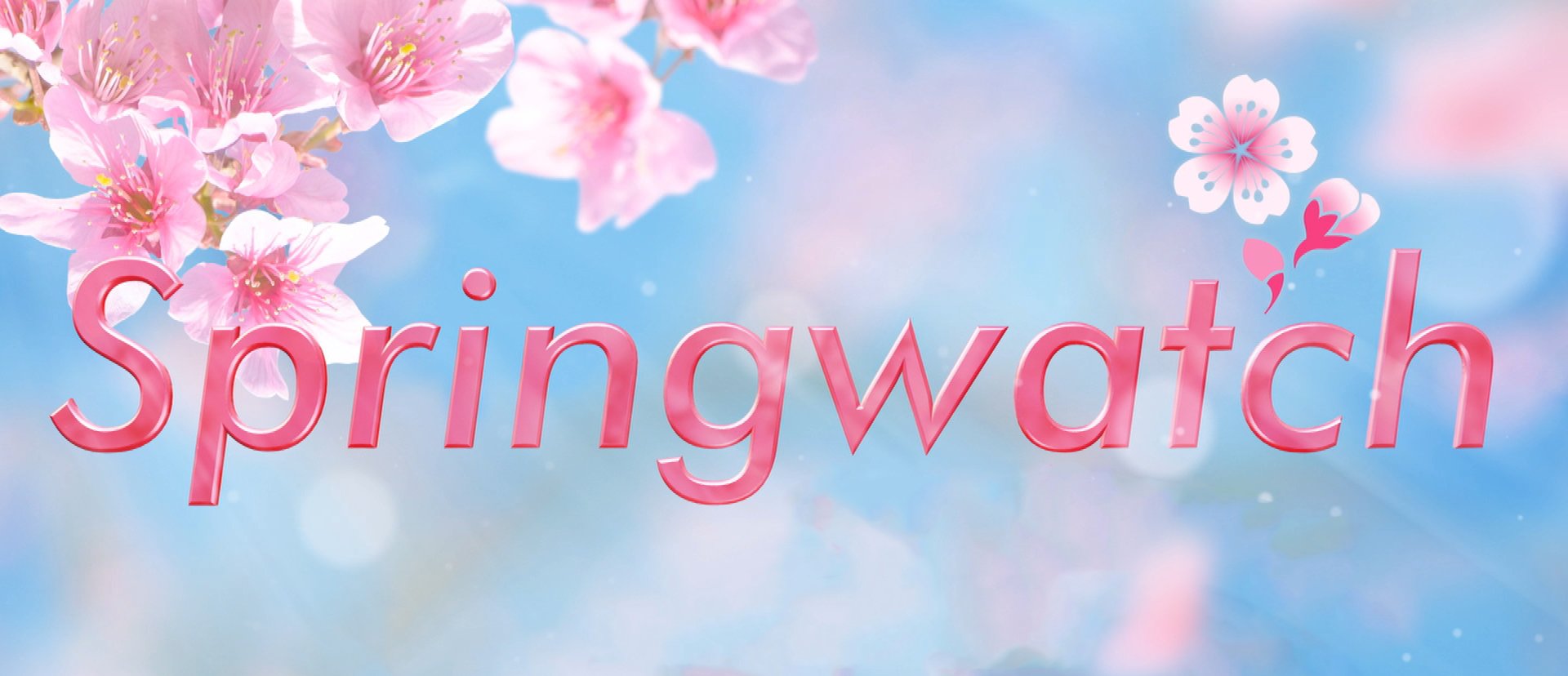 BBC Springwatch on Twitter: