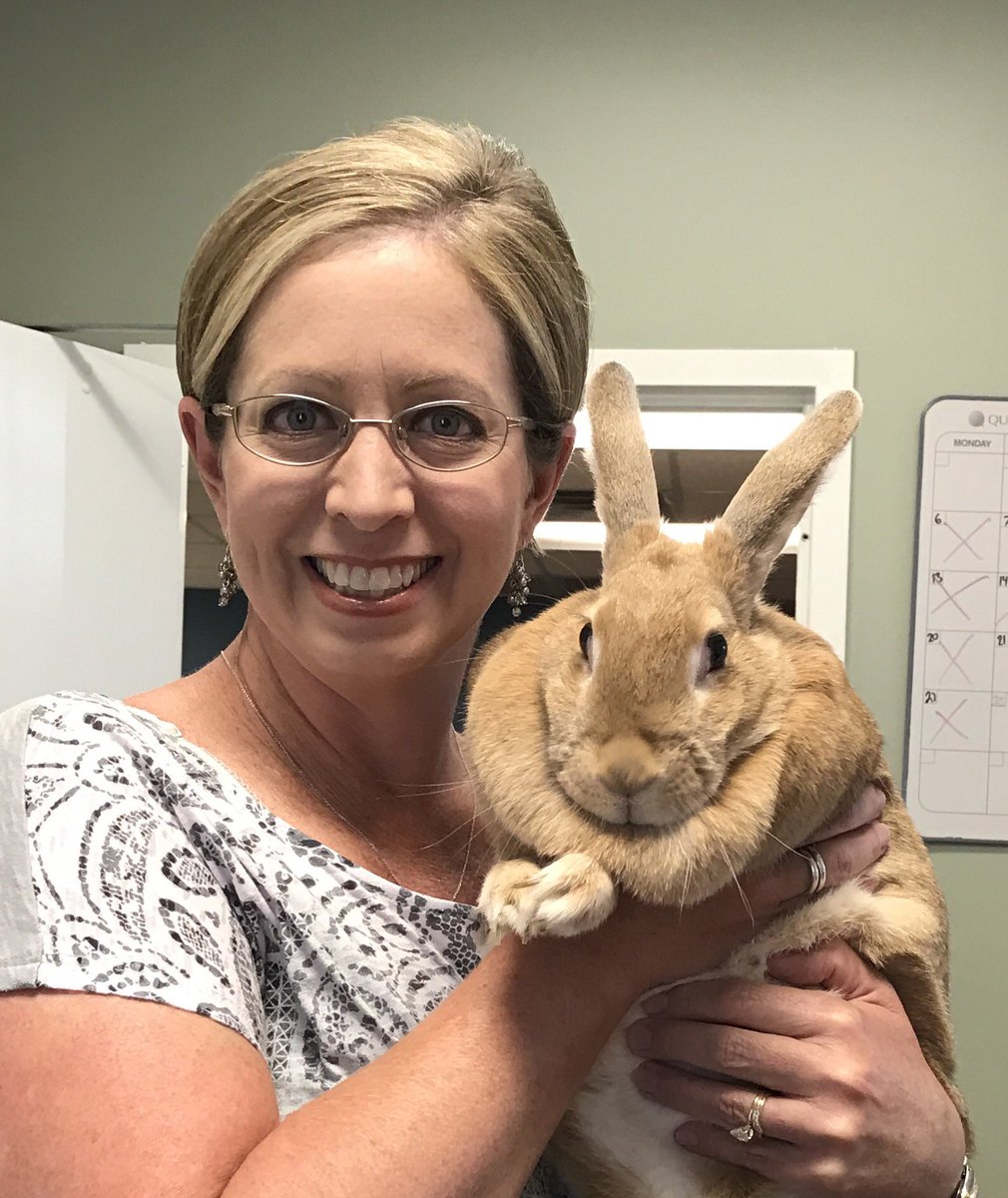 Amygreene71's tweet photo. Sandy visited us at work for Easter!  #bunnyoverload  #doublechinclubmember https://t.co/UBIDofz2JG