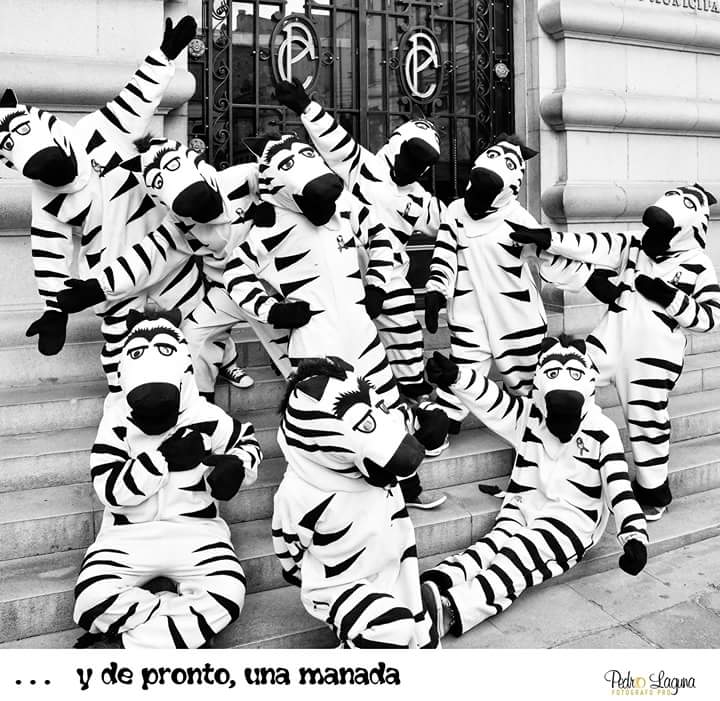 lpciudadelcielo's tweet photo. Si todo es mejor con una cebra, ¡imagínate con varias! #FelizMiercoles #LaPaz #Bolivia #JustAddZebra PH. P. Laguna @CebrasLPB https://t.co/CJkVUbZfwA