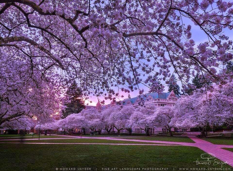 Cherry Blossoms in University of Washington | #Photography by ©Howard Snyder