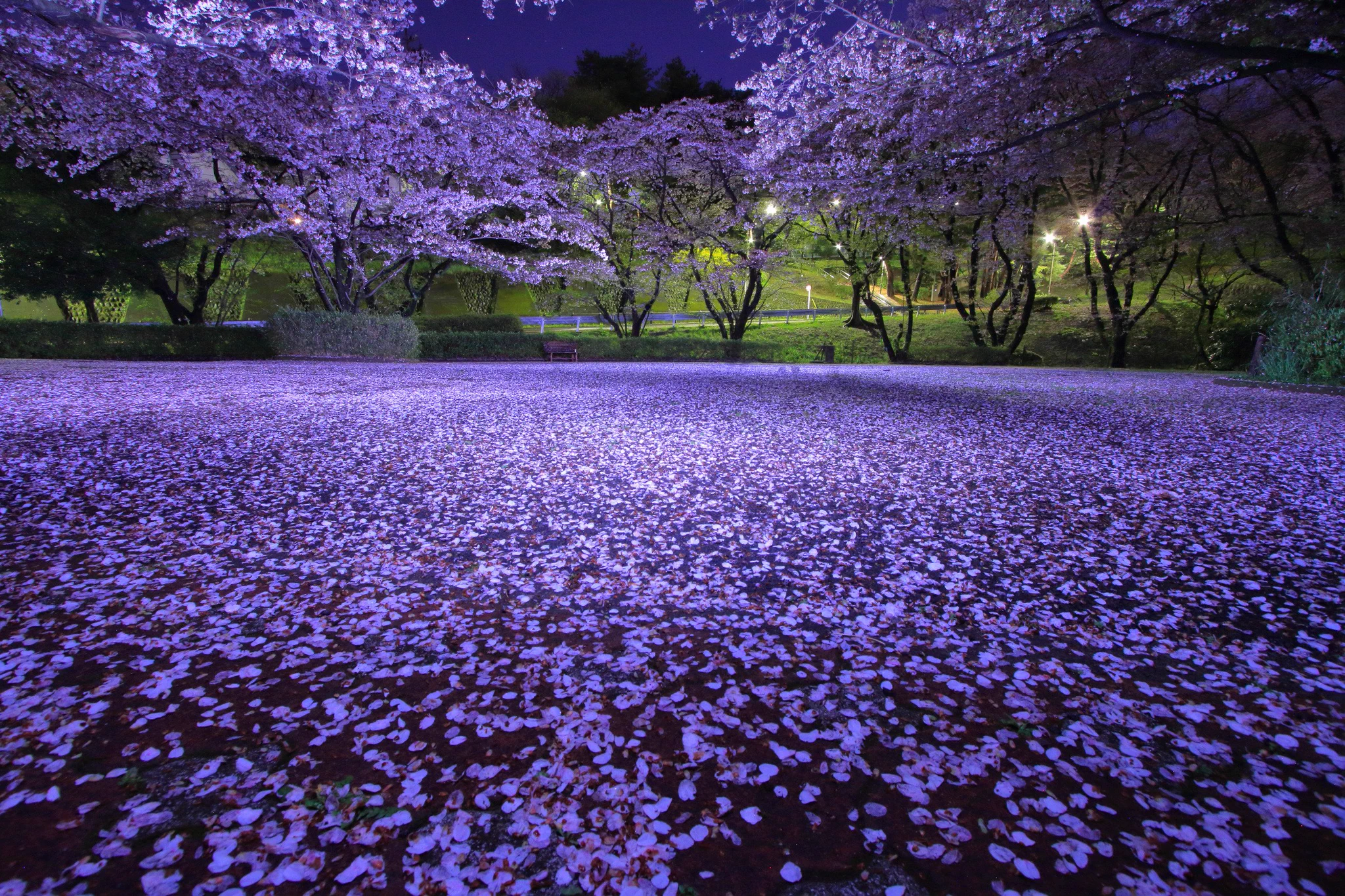 めちゃくちゃ幻想的！桜は散った後も楽しめるね！！