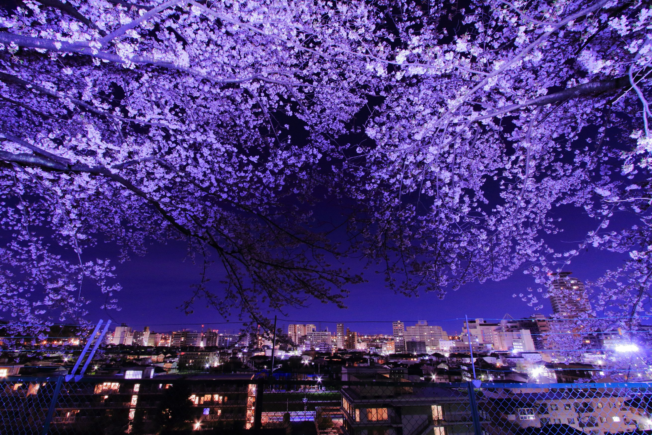 めちゃくちゃ幻想的 桜は散った後も楽しめるね 話題の画像プラス めちゃくちゃ幻想的 桜は散った後も楽しめるね 話題の画像プラス