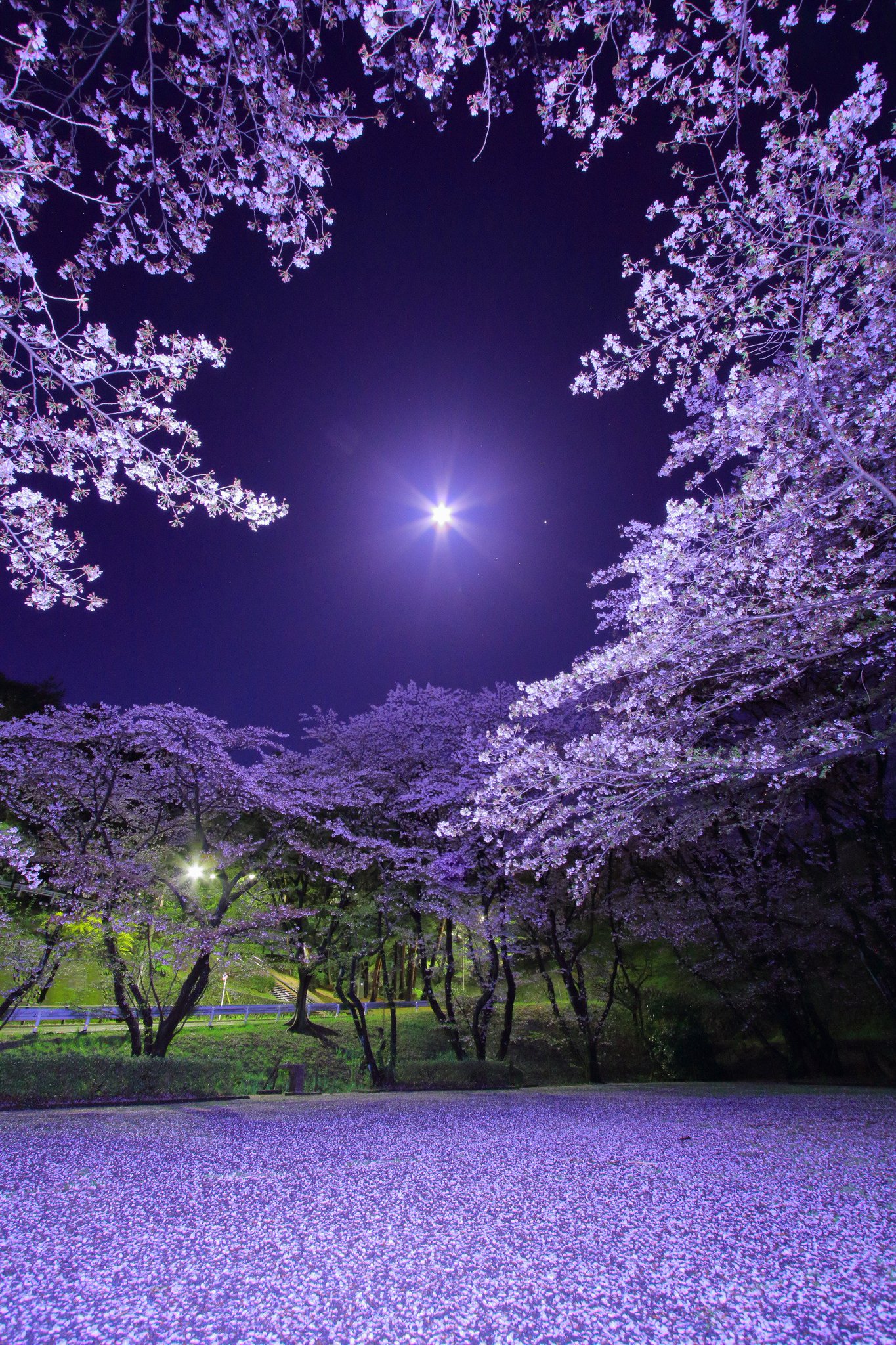 くまゆき 17 04 11 満月の夜の桜撮影 桜が散ってしまっても嘆くことは無いよ 花びらが散っても こんなにも美しい T Co Tgrfgvz9nt Twitter