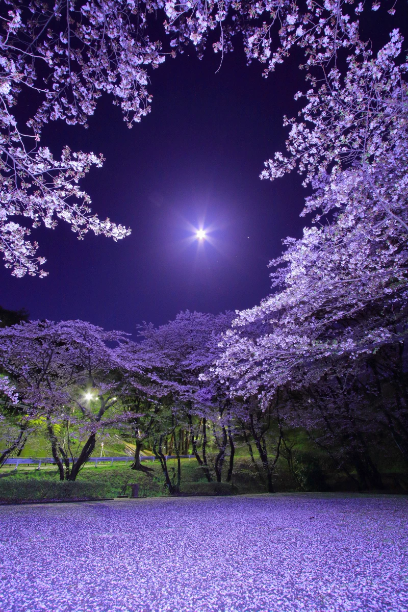 めちゃくちゃ幻想的！桜は散った後も楽しめるね！！