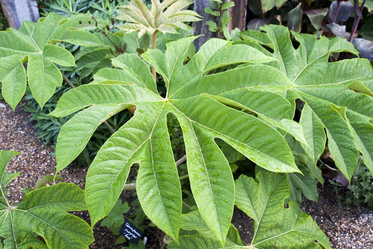 The Rhs On Twitter 2003 In The Rhs Plant Finder Was The Year For Fabulous Foliage Plants From Asia With The Much Selected Tetrapanax Papyrifer Rex Https T Co Nwfkdfe0lq The Rhs On Twitter 2003 In The Rhs Plant Finder Was The Year For Fabulous Foliage Plants From Asia With The Much Selected Tetrapanax Papyrifer Rex Https T Co Nwfkdfe0lq