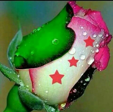 تسألنيّ؛ في
غيآبك وش خسرت ؟
ضحگتي و أشيآء
تعني ليّ گثير ،
ㅤ
والله إني كثّر مَ
آحبّك صبرت،
وگثر مَ أشتاق لك؟
مآنيٰ بـ خير!