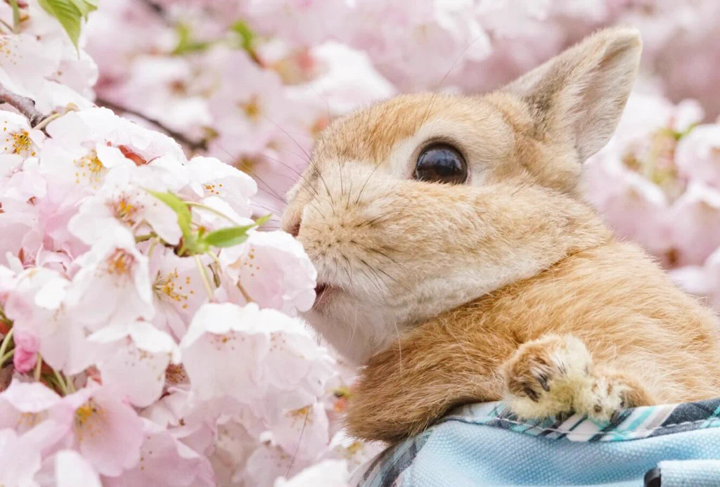 可愛らしさ満開wぬいぐるみのようなウサギに心奪われるwww