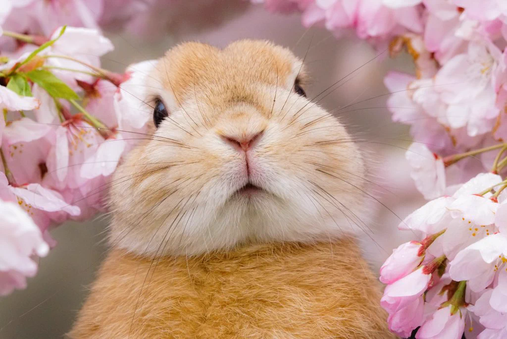 可愛らしさ満開wぬいぐるみのようなウサギに心奪われるwww