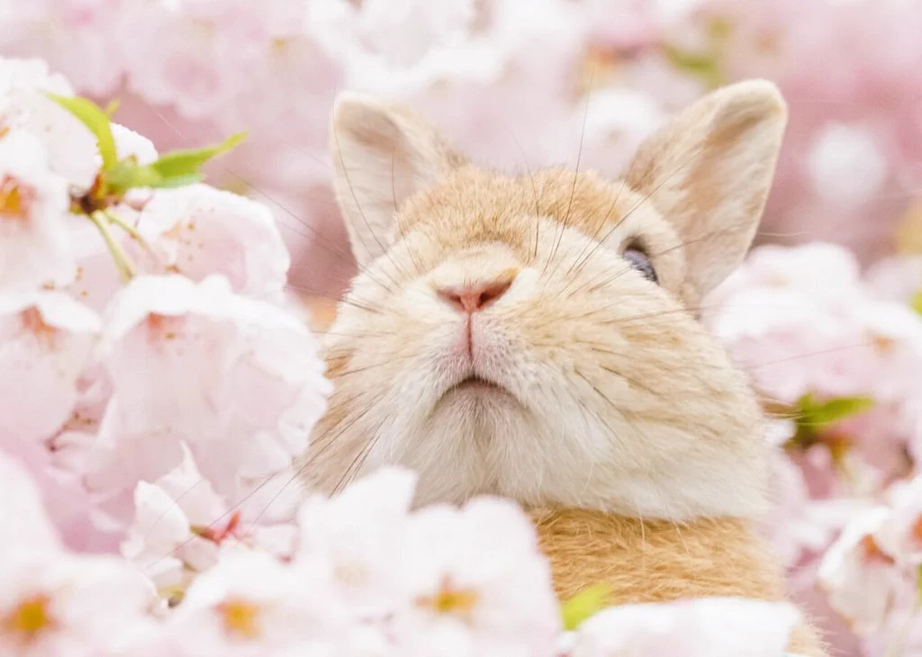 可愛らしさ満開wぬいぐるみのようなウサギに心奪われるwww