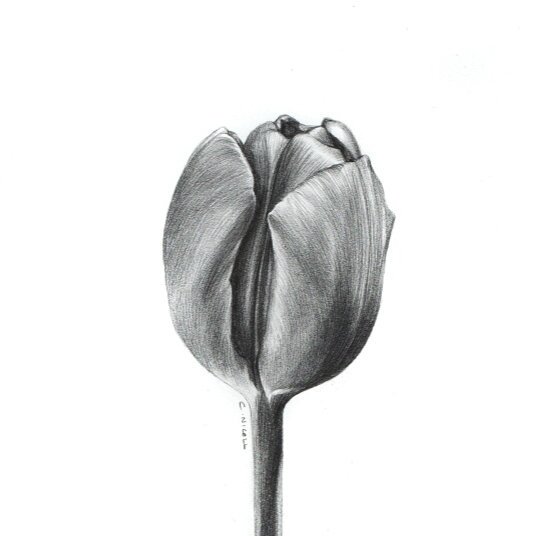 tulips pencil drawing