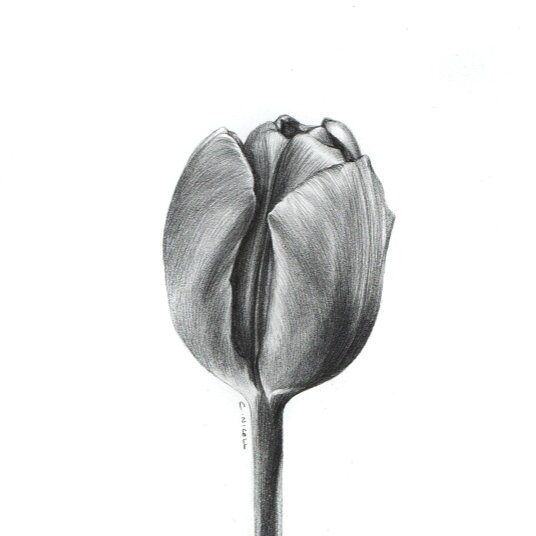Clara Nicoll on X: "A pencil drawing of a tulip. Seeing as it's ...