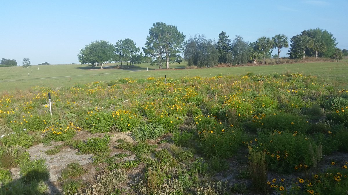 LowBudgetSupt's tweet image. #SevenRiversGCSA funded wildflower project with @UF @adamGdale starting to show good colors. #PollinatorResearch #UFBugs