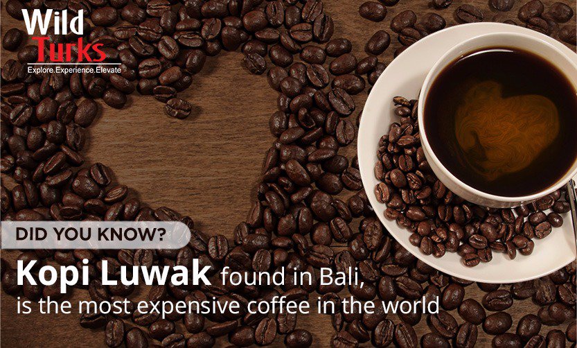 Wild_Turks's tweet photo. Kopi Luwak is the world’s most expensive coffee and is found in Bali? 
#Explore #Experience #Elevate #coffeelovers https://t.co/wC8yRxXuzZ